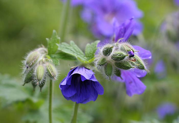 Geranium magnificum