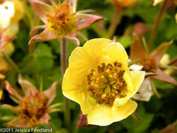 Geum Beech House Apricot