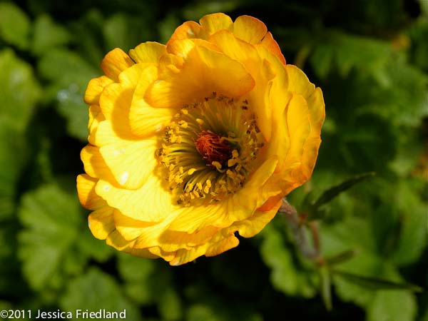 Geum ‘Mango Lassi’