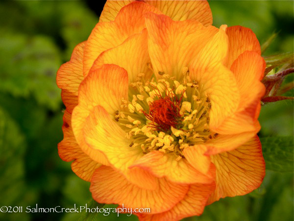 Geum ‘Mango Lassi’