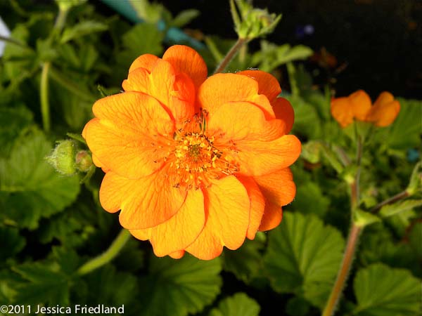 Geum ‘Starkers Magnificum’