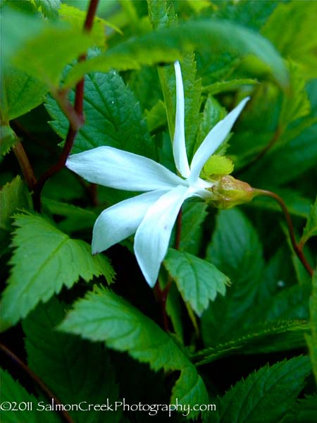 Gillenia trifoliata