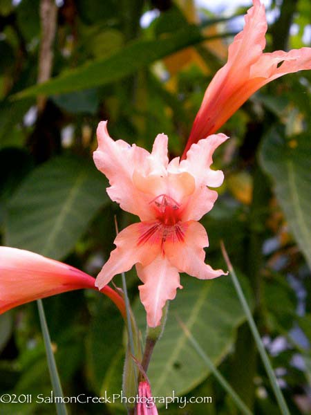 Gladiolus oppositiflorus ssp. salmoneus