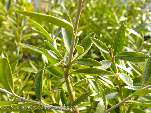 Grevillea victoriae ‘Marshall Olbrich’