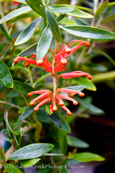 Grevillea victoriae ‘Marshall Olbrich’