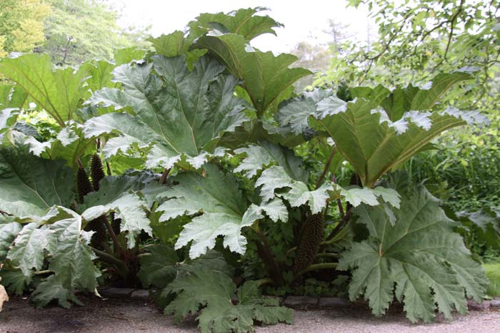 Gunnera tinctoria