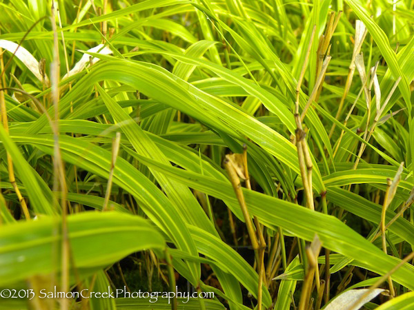 Hakonechloa macra ‘Albo Striata’