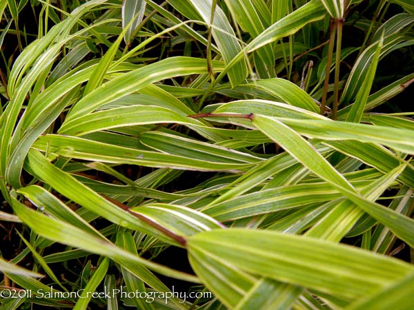 Hakonechloa macra ‘Albo Striata’