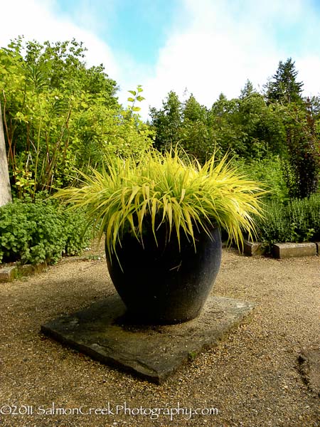 Hakonechloa macra ‘All Gold’