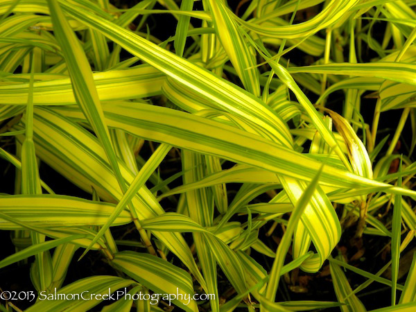 Hakonechloa macra ‘Aureola’