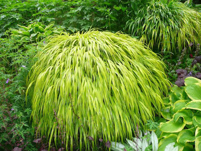 Hakonechloa macra Aureola