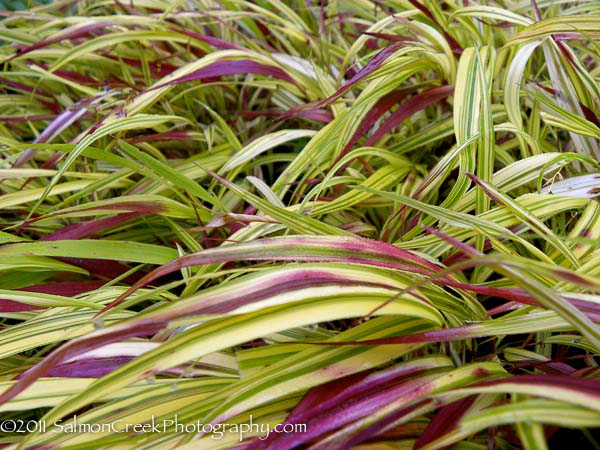 Hakonechloa macra ‘Naomi’