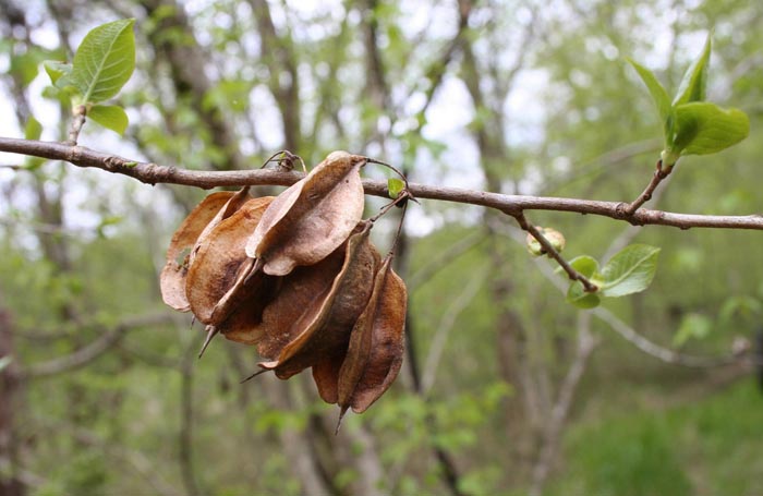 Halesia tetraptera