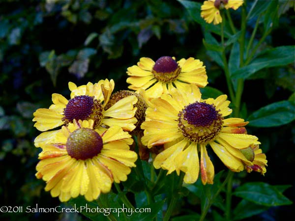 Helenium Coppelia