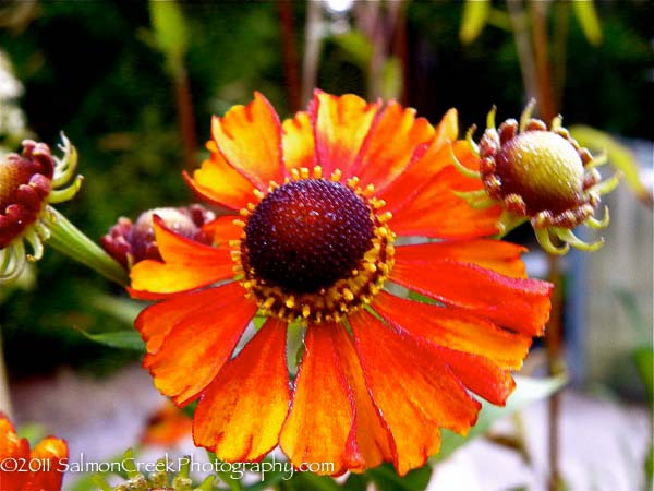 Helenium Flammendes Käthchen