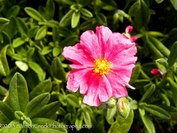 Helianthemum ‘Belgravia Rose’