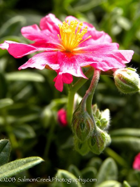 Helianthemum Belgravia Rose