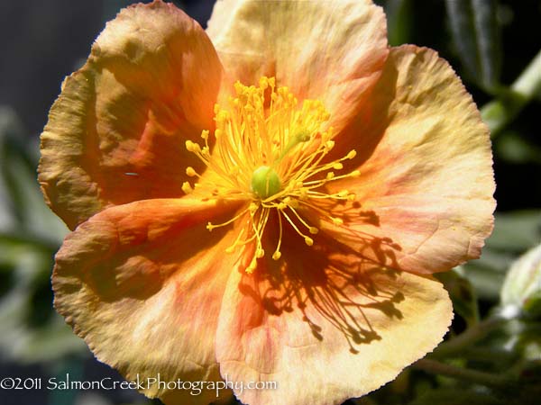 Helianthemum ‘Cheviot’