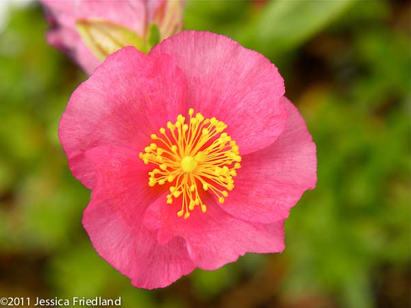 Helianthemum ‘Dazzler’