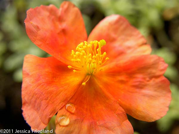 Helianthemum ‘Fire Dragon’