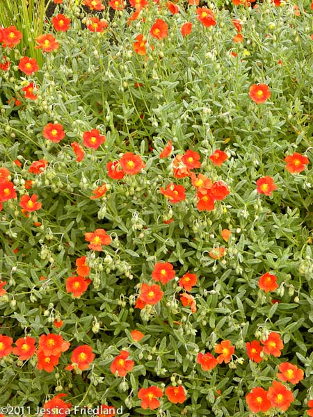 Helianthemum Henfield Brilliant