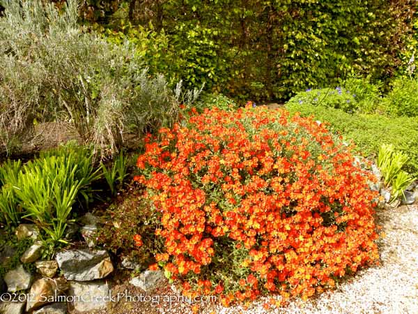 Helianthemum Henfield Brilliant