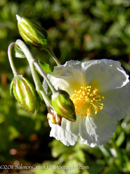 Helianthemum ‘St. Marys’