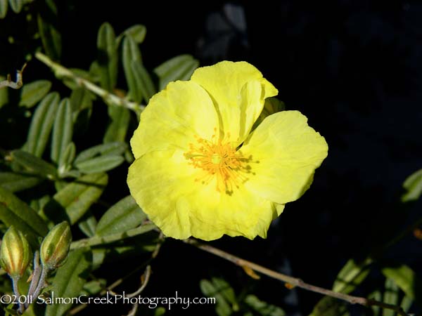 <em>Helianthemum</em>  ‘Wisley Primrose’