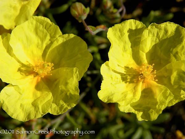 Helianthemum Wisley Primrose