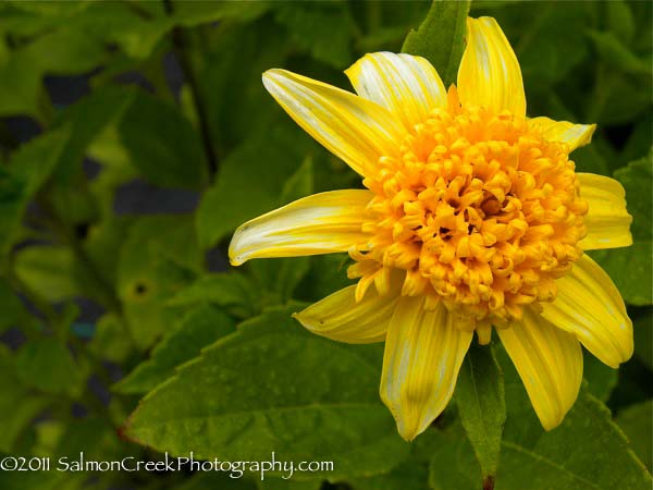 Helianthus x multiflorus Capenoch Star