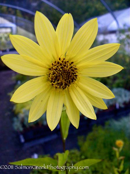 Helianthus laetiflorus Lemon Queen