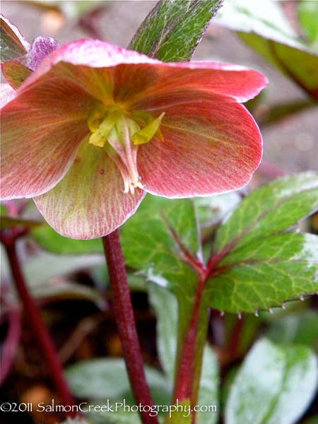 Helleborus ballardiae HGC Pink Frost