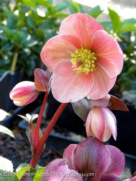 Helleborus ballardiae ‘HGC Pink Frost’