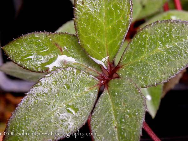 <i>Helleborus</i> x <i>ballardiae</i> ‘HGC Pink Frost’