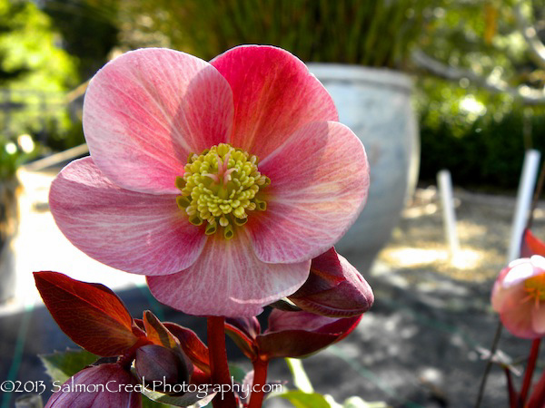 Helleborus ballardiae ‘HGC Pink Frost’