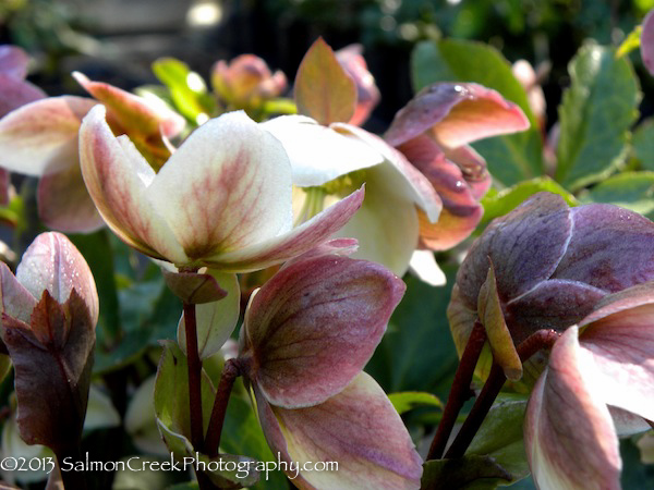 Helleborus nigersmithii Ivory Prince
