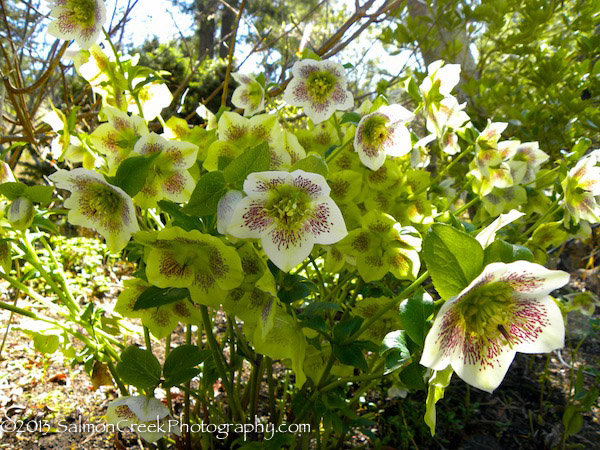 Helleborus hybridus ‘White Lady Spotted’