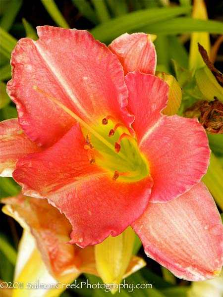 Hemerocallis ‘Speak of Angels’