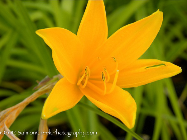 <i>Hemerocallis middendorffii</i>