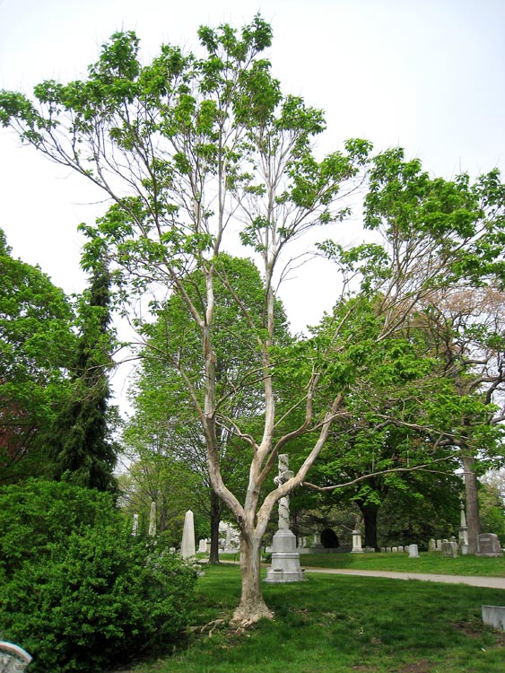 Heptacodium miconioides