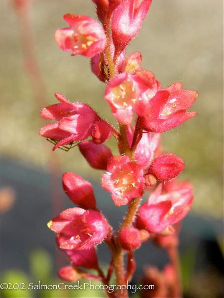 Heuchera pulchella ‘Raspberry Regal’