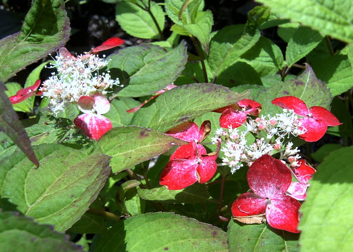 Hydrangea serrata ‘Beni’