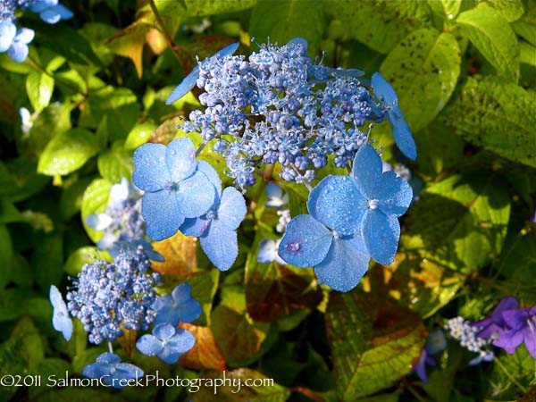 Hydrangea serrata Blue Deckle