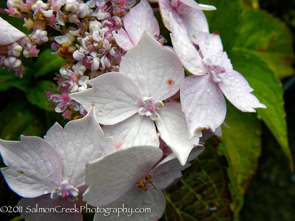 Hydrangea serrata Blue Deckle