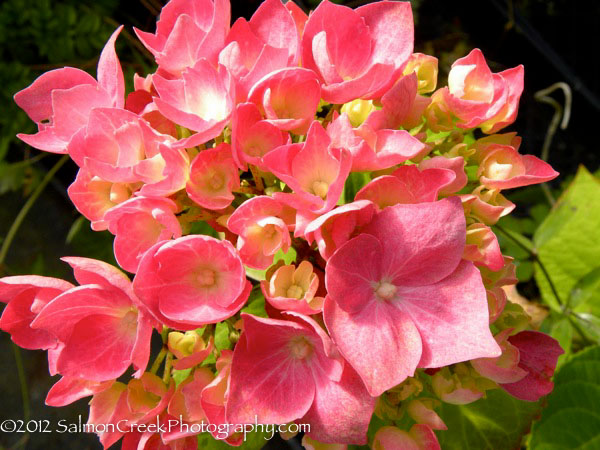 Hydrangea macrophylla ‘Enziandom’