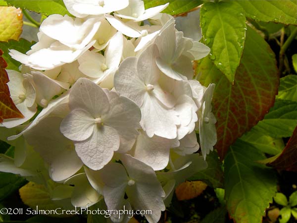 Hydrangea macrophylla ‘Madame Emile Mouillère’