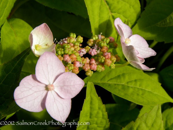 Image of Hydrangea petiolaris miranda pink