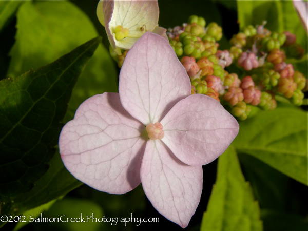 Hydrangea serrata ‘Miranda’