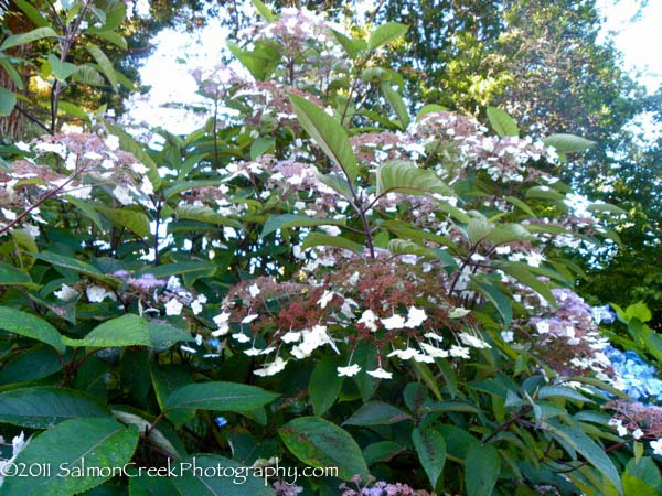 Hydrangea aspera Rocklon