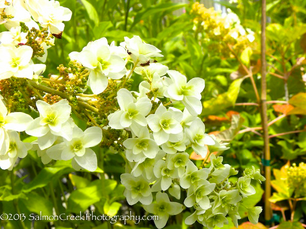 Hydrangea quercifolia Snowflake